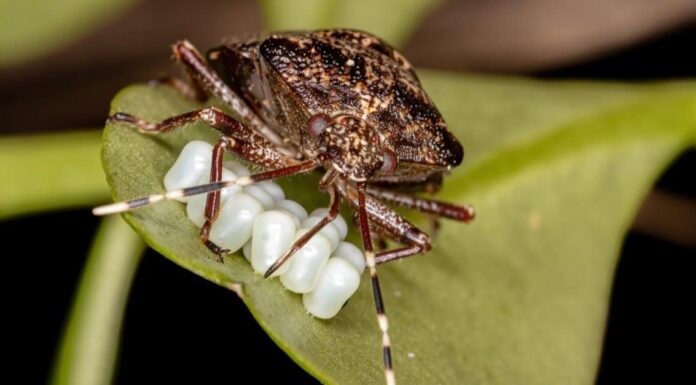 What Do Stink Bugs Eat - Stink Bug Eating