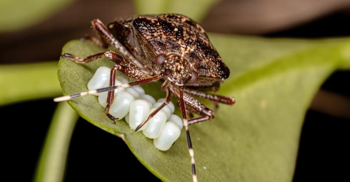 What Do Stink Bugs Eat - Stink Bug Eating