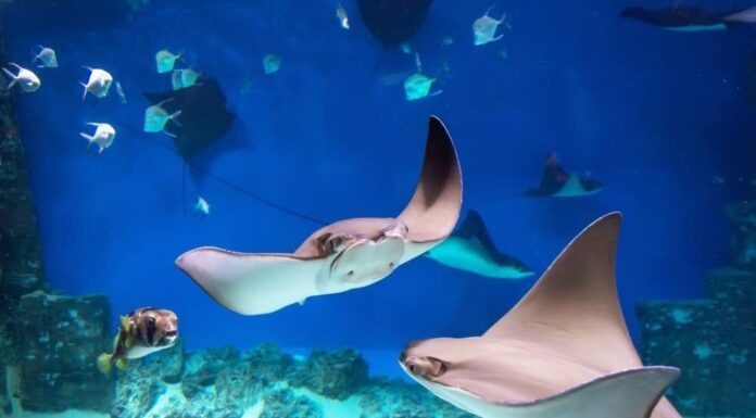 Le razze sono pericolose?
