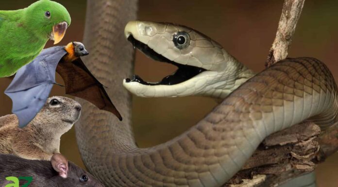 Cosa mangiano i Black Mamba?
