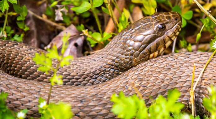 Stiletto Snake vs Mole Snake: quali sono le differenze?
