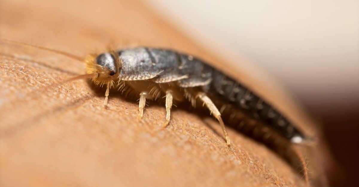 Centipede vs Silverfish: quali sono le 8 differenze chiave?