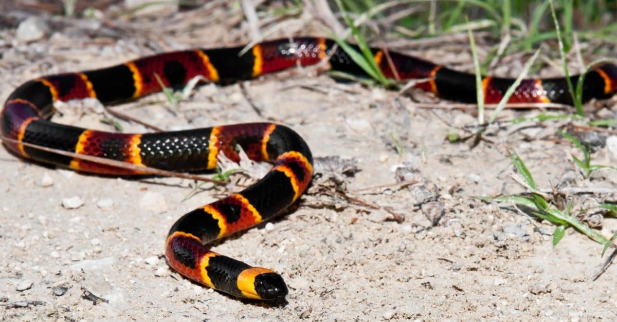 Serpenti corallo in Texas