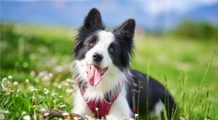 Border Terrier vs Border Collie: 5 differenze chiave
