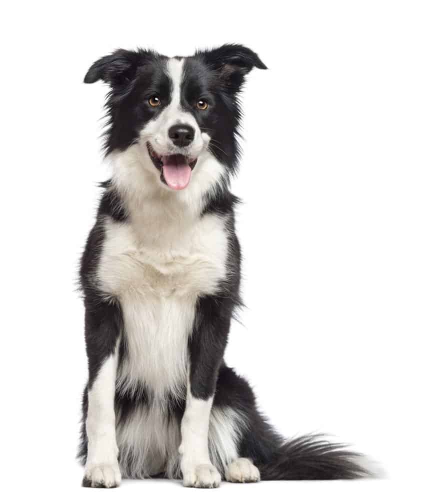 Border Collie vs pastore tedesco: 5 differenze chiave