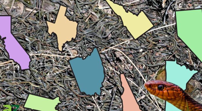 Popolazione del serpente giarrettiera per stato
