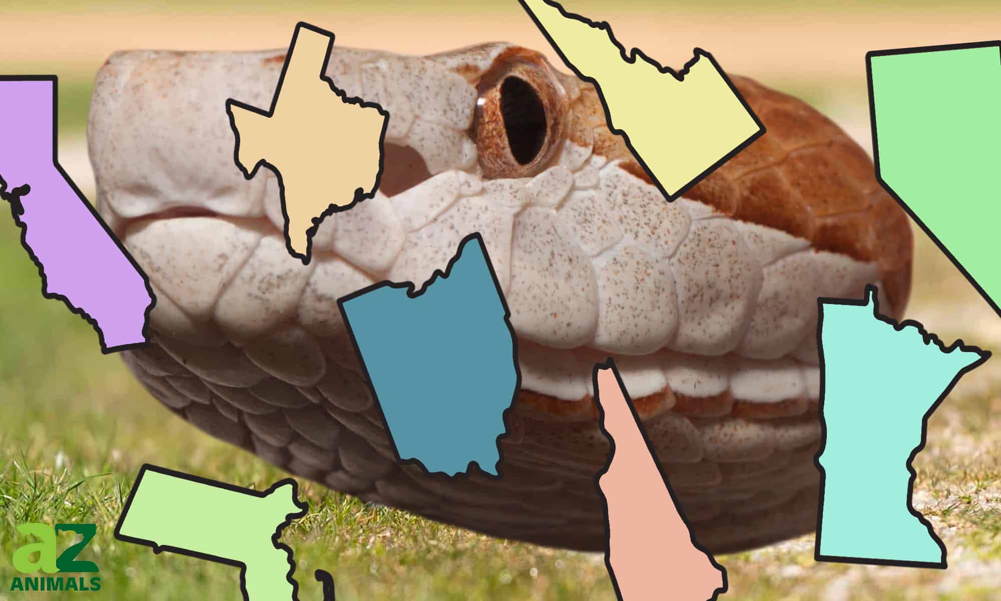 Popolazione di Copperhead per stato