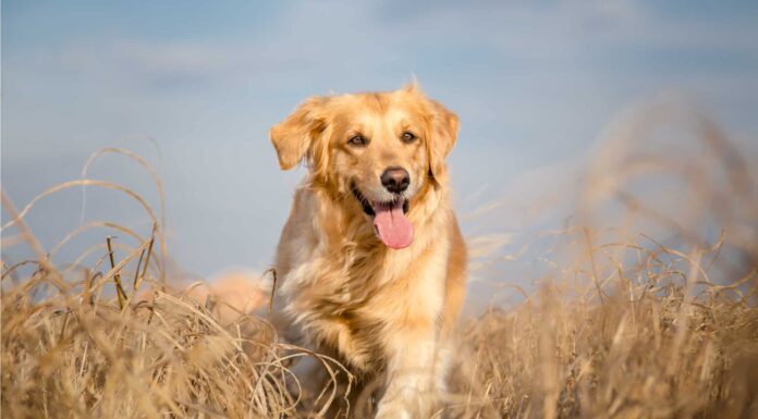 Chesapeake Bay Retriever vs Golden Retriever: qual è la differenza?
