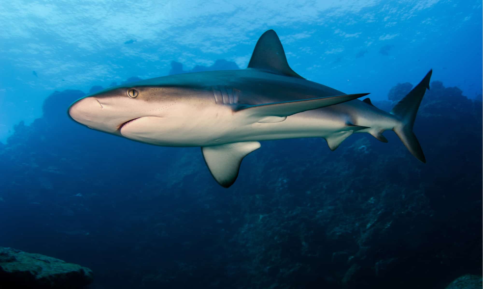 A The 8 Best Children&rsquo;s Books About Sharks Available Today