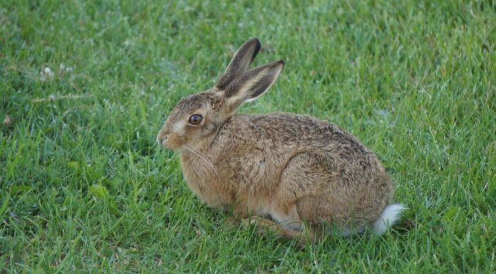 continental giant rabbit