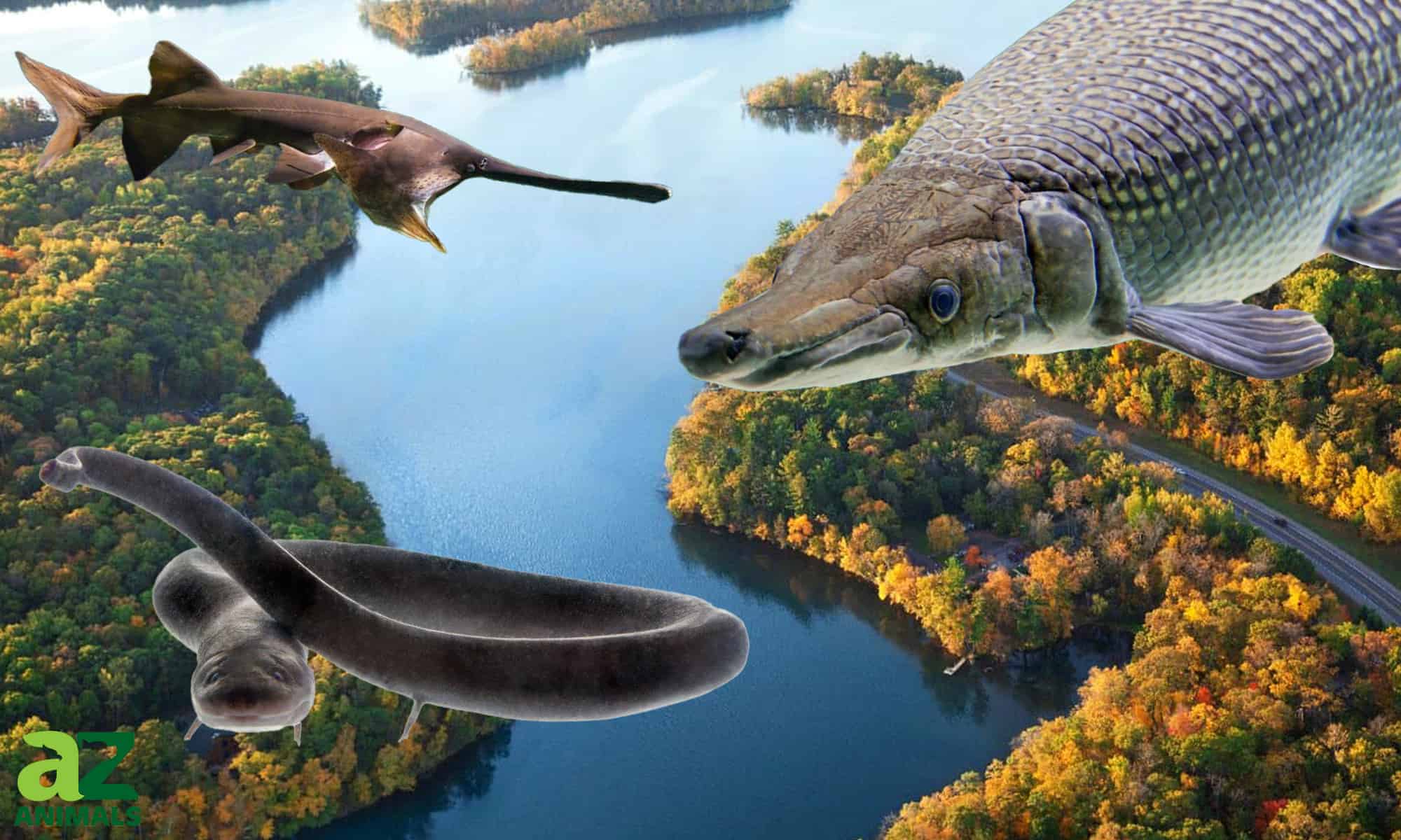 River Monsters: scopri il pesce più grande del fiume Mississippi