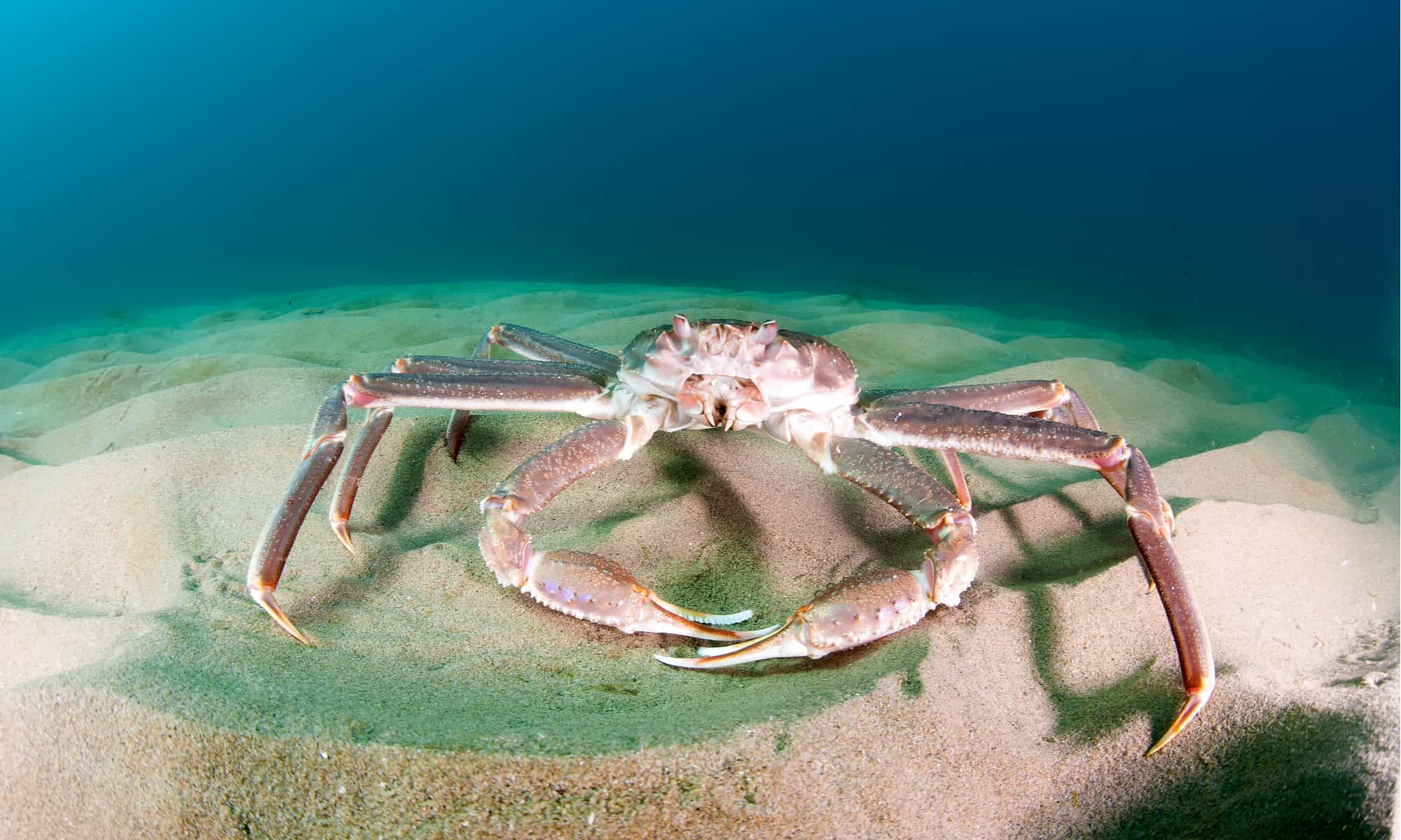 Bairdi Crab vs King Crab: quali sono le 6 differenze chiave?