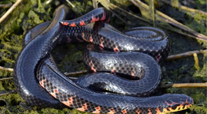 red bellied mud snake