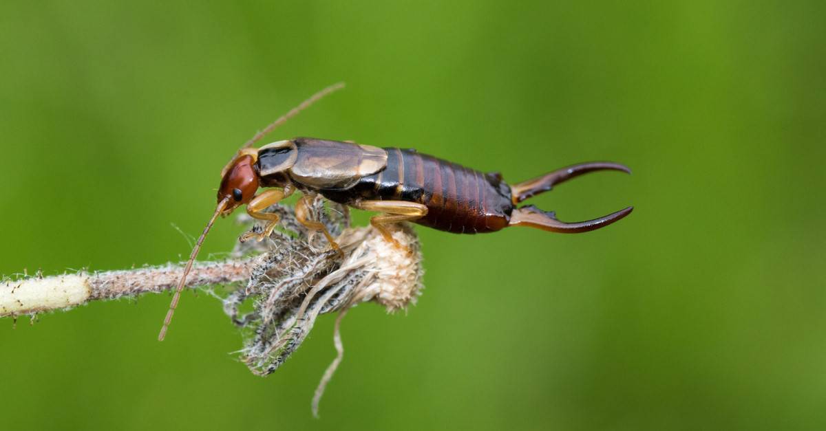 Le forbicine sono pericolose o velenose?