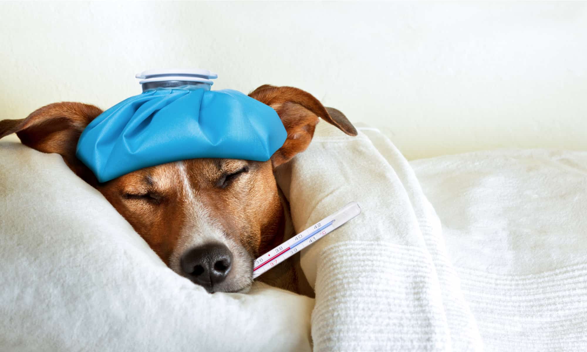 Vomito del cane: cause, preoccupazioni e soluzioni