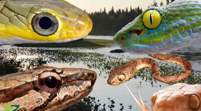 10 serpenti con gli occhi più grandi del mondo
