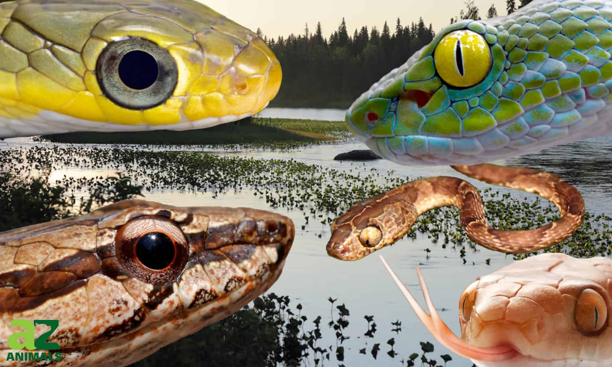 10 serpenti con gli occhi più grandi del mondo