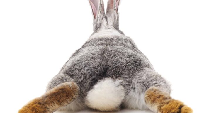 Coda di coniglio: tutto quello che avreste voluto sapere
