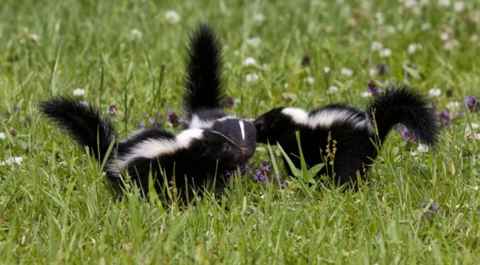 Striped Skunk (Mephitis mephitis) on a path