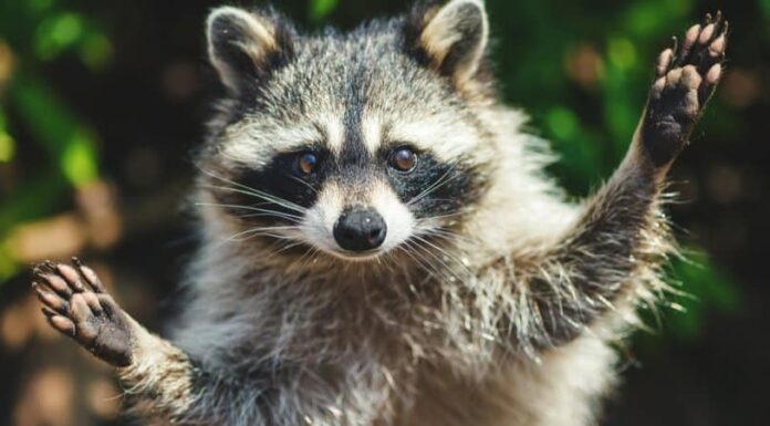 Skunk vs Raccoon: chi vincerebbe in un combattimento?
