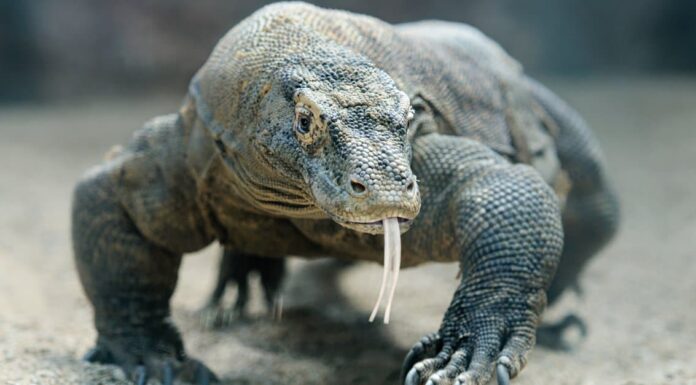 Komodo Dragon vs Tiger: quale vincerebbe in un combattimento?
