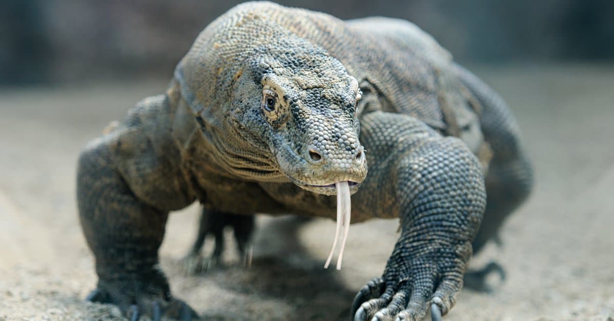 Komodo Dragon vs Tiger: quale vincerebbe in un combattimento?