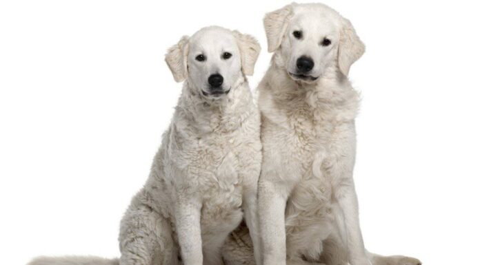Kuvasz Vs Great Pyrenees: qual è la differenza?

