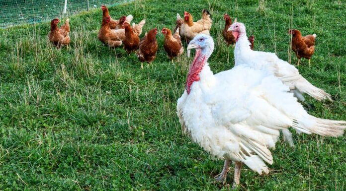 A The Best Nest Boxes Birds Will Actually Use for 2022