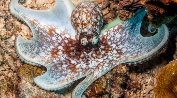 How many hearts does an octopus have