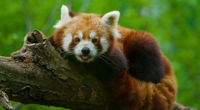  I panda rossi sono buoni animali domestici?  Così carino ma illegale
