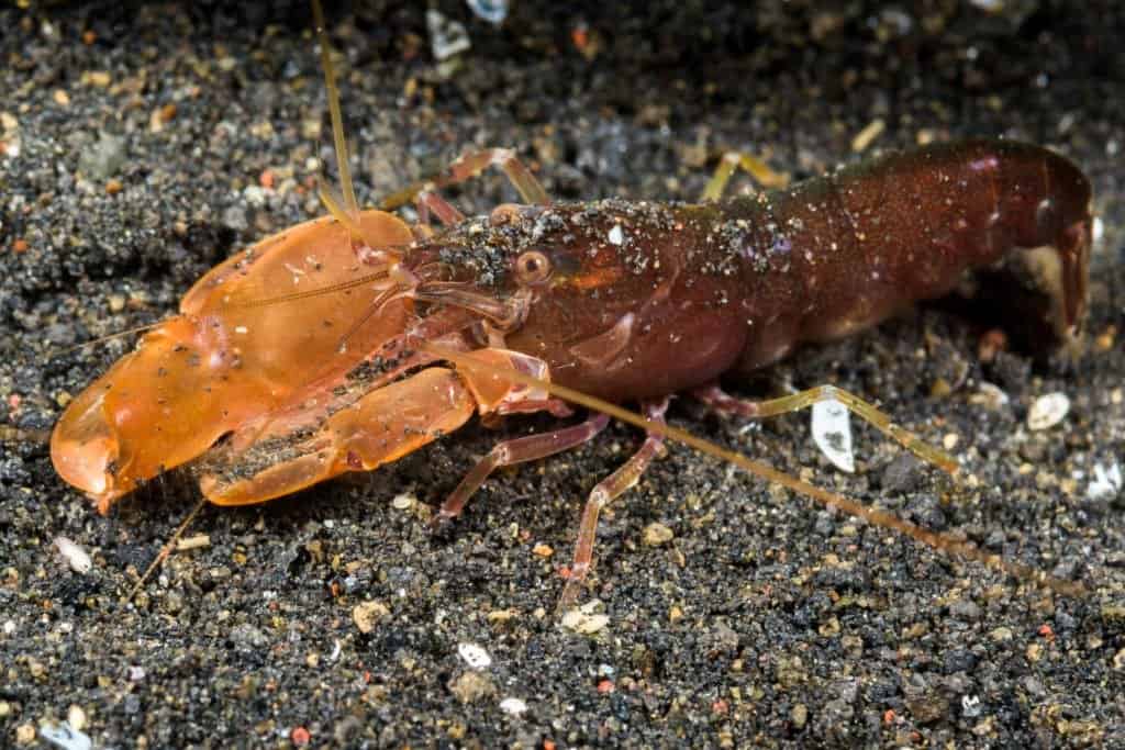 Pistol Shrimp vs Mantis Shrimp: quali sono le differenze?