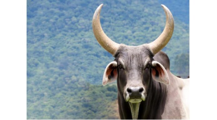 Bue contro bufalo: quali sono le differenze?
