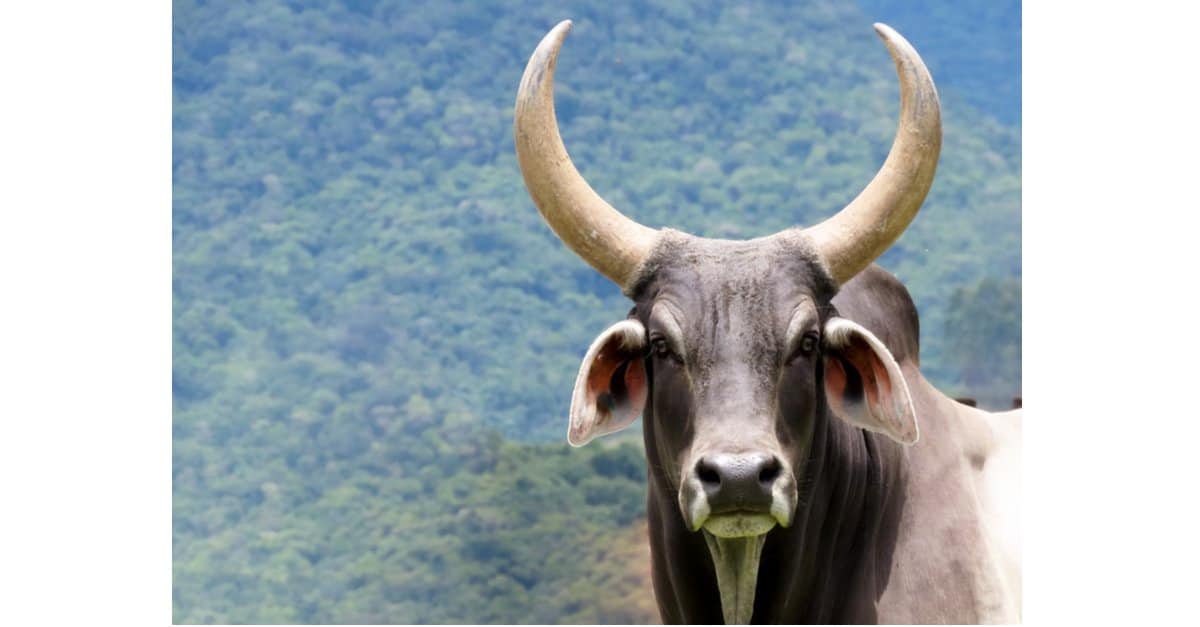 Bue contro bufalo: quali sono le differenze?