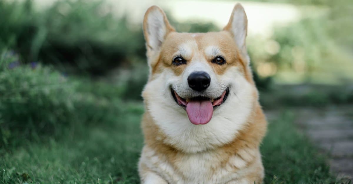 Corgi americano vs Pembroke Welsh Corgi: qual è la differenza?