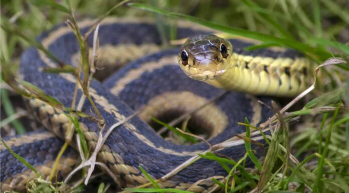Quando escono i serpenti in Georgia?
