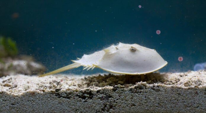 Trilobite vs granchio a ferro di cavallo: quali sono le differenze?
