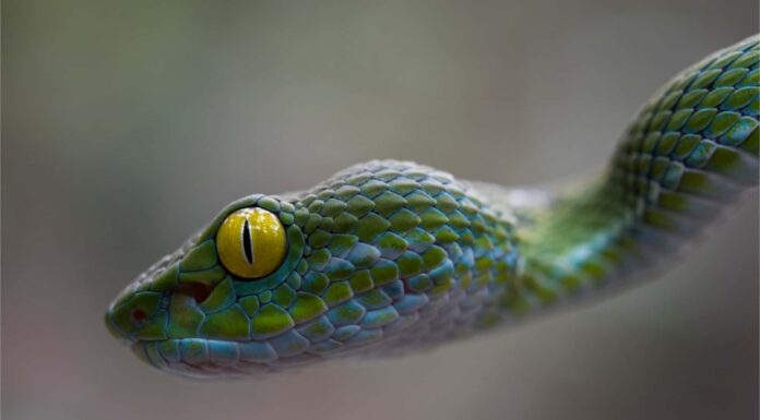 Vipera contro serpente a sonagli: in cosa differiscono?
