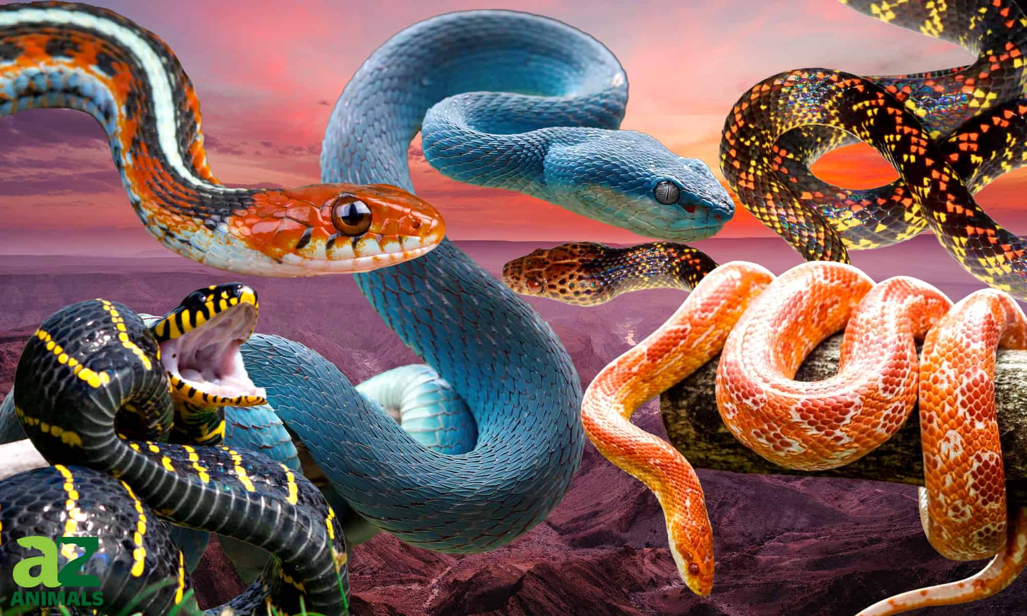 Scopri i 10 serpenti più colorati del mondo