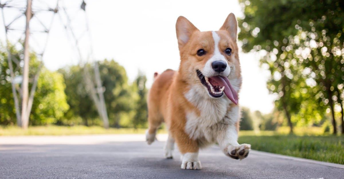 Cardigan Welsh Corgi vs Pembroke Welsh Corgi: qual è la differenza?