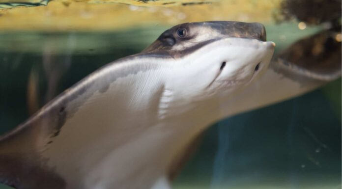 Scopri i 5 migliori acquari del Tennessee
