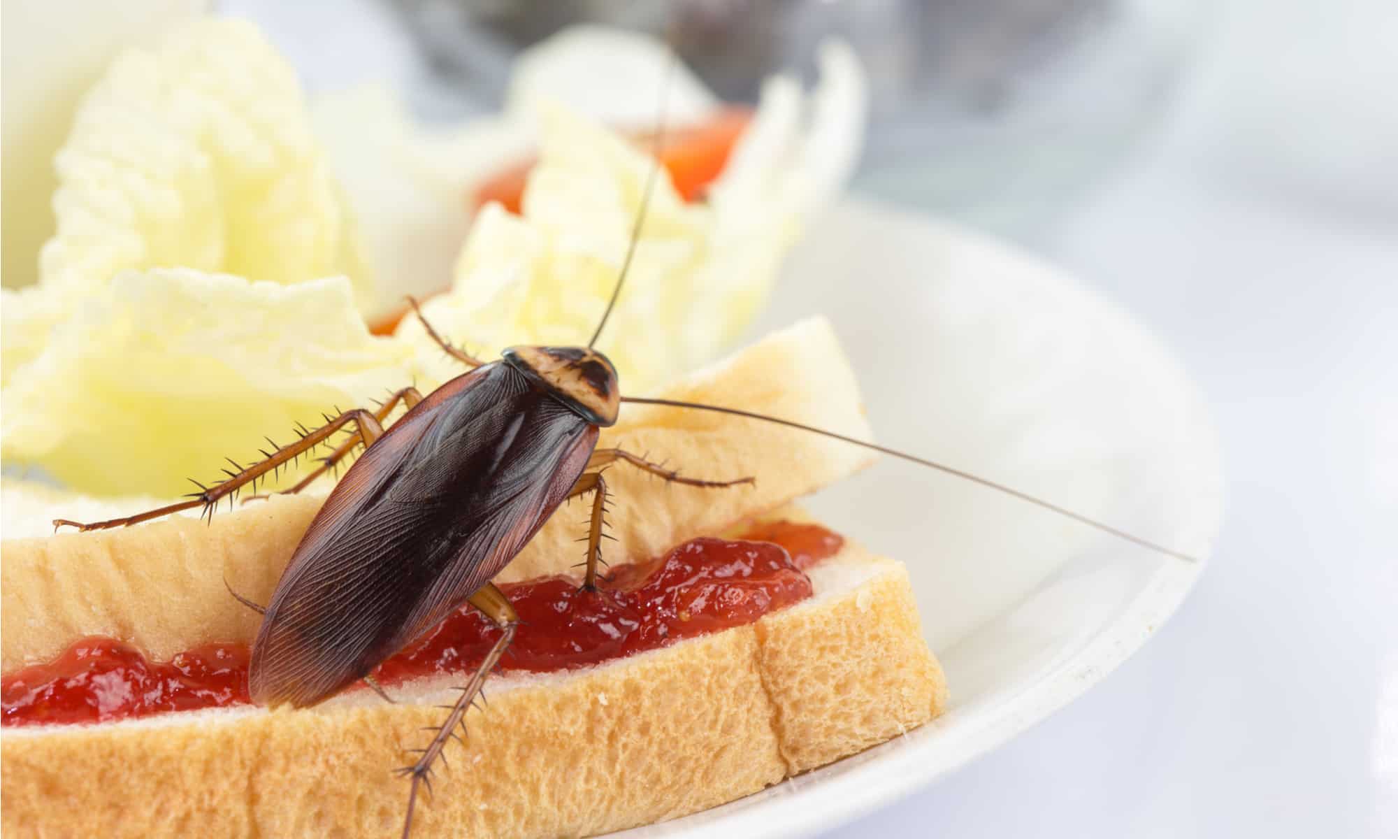 Gli scarafaggi sono pericolosi?