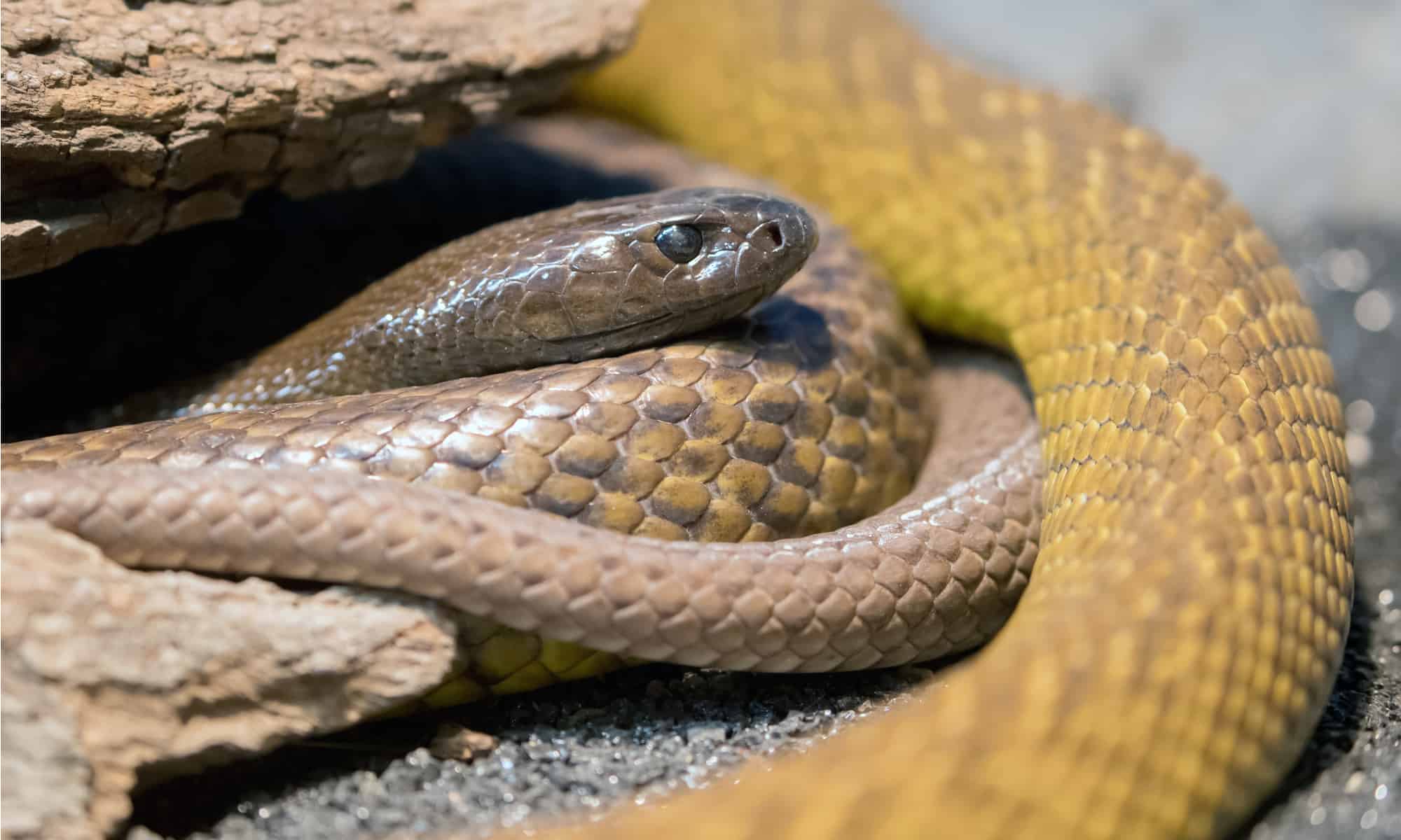 Inland Taipan vs Pitone dalla testa nera: chi vincerebbe in un combattimento?