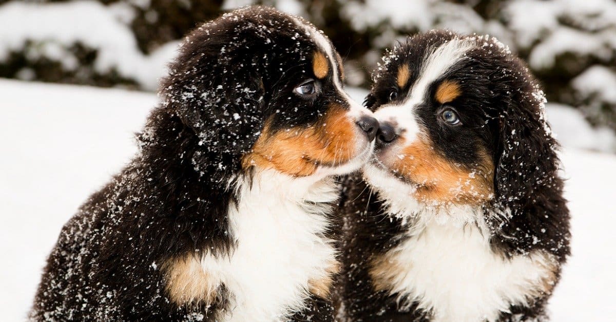 Bernese vs Greater Swiss Mountain Dog: 8 differenze
