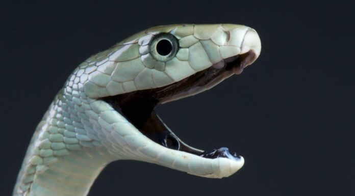 Black Mamba vs Black Widow: quale è più mortale per gli umani?
