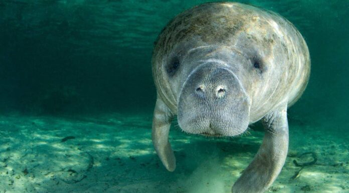 I lamantini sono pericolosi? I lamantini sono pericolosi?