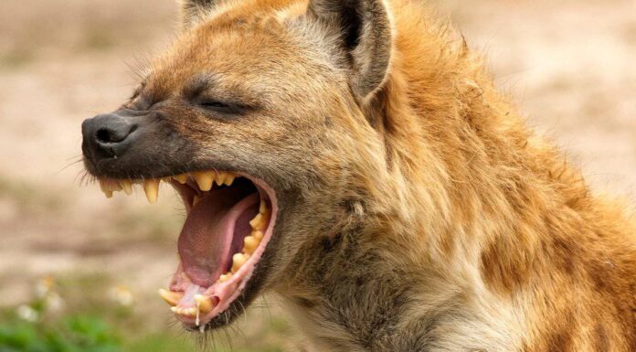  Le iene sono buoni animali domestici?  Solo fino all'età adulta
