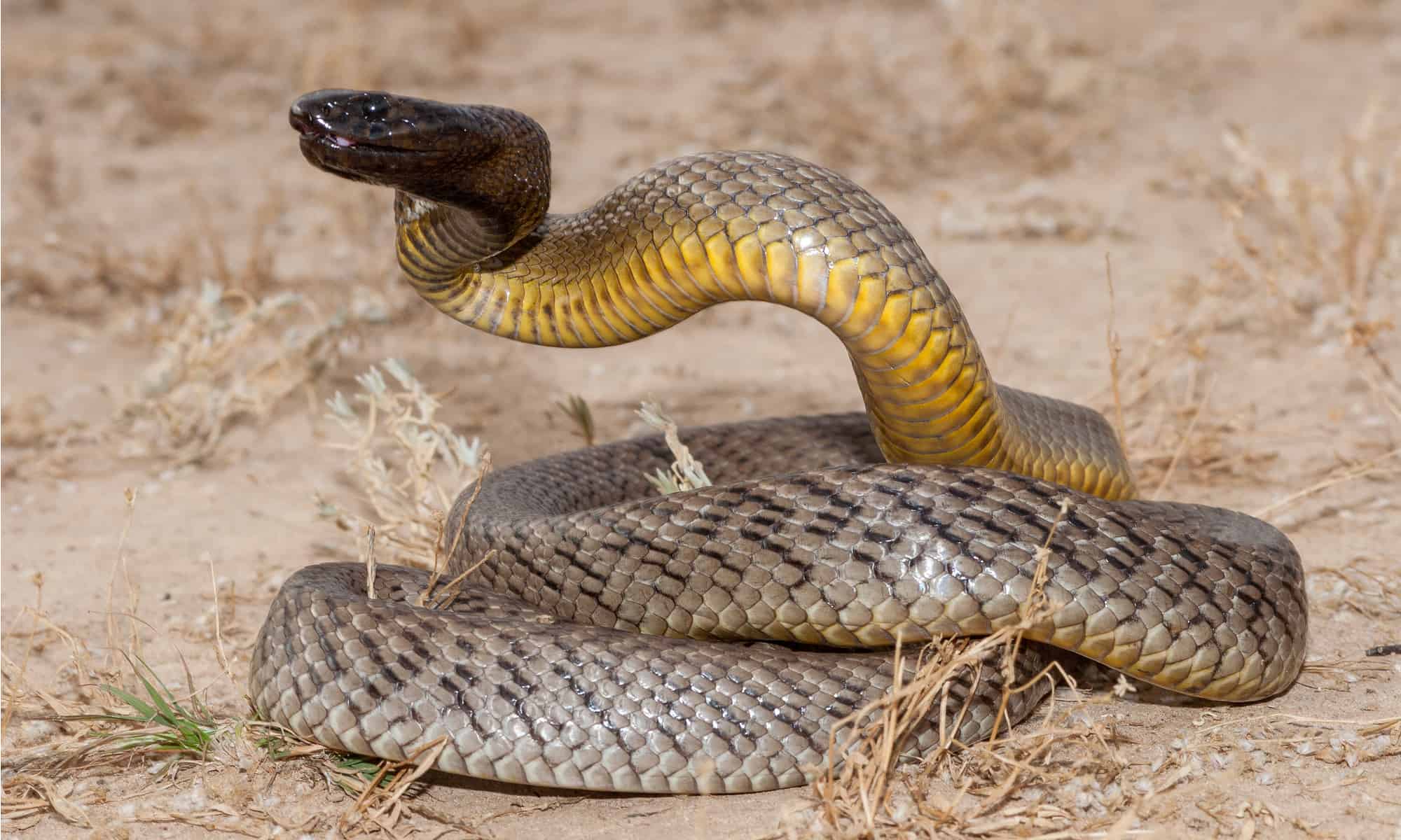 Inland Taipan vs Death Adder: chi vincerebbe in un combattimento?