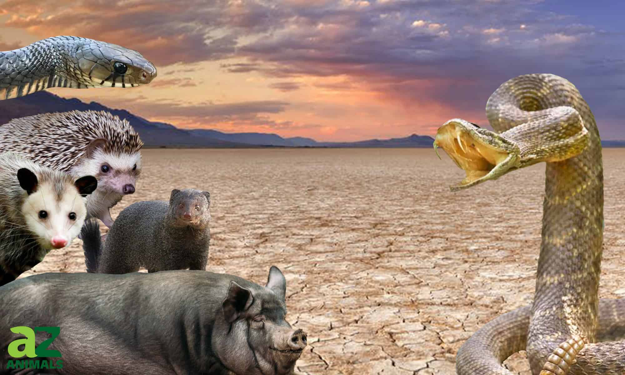 5 animali immuni al veleno di serpente a sonagli