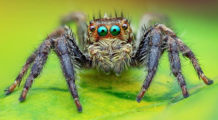 10 ragni nell'Illinois
