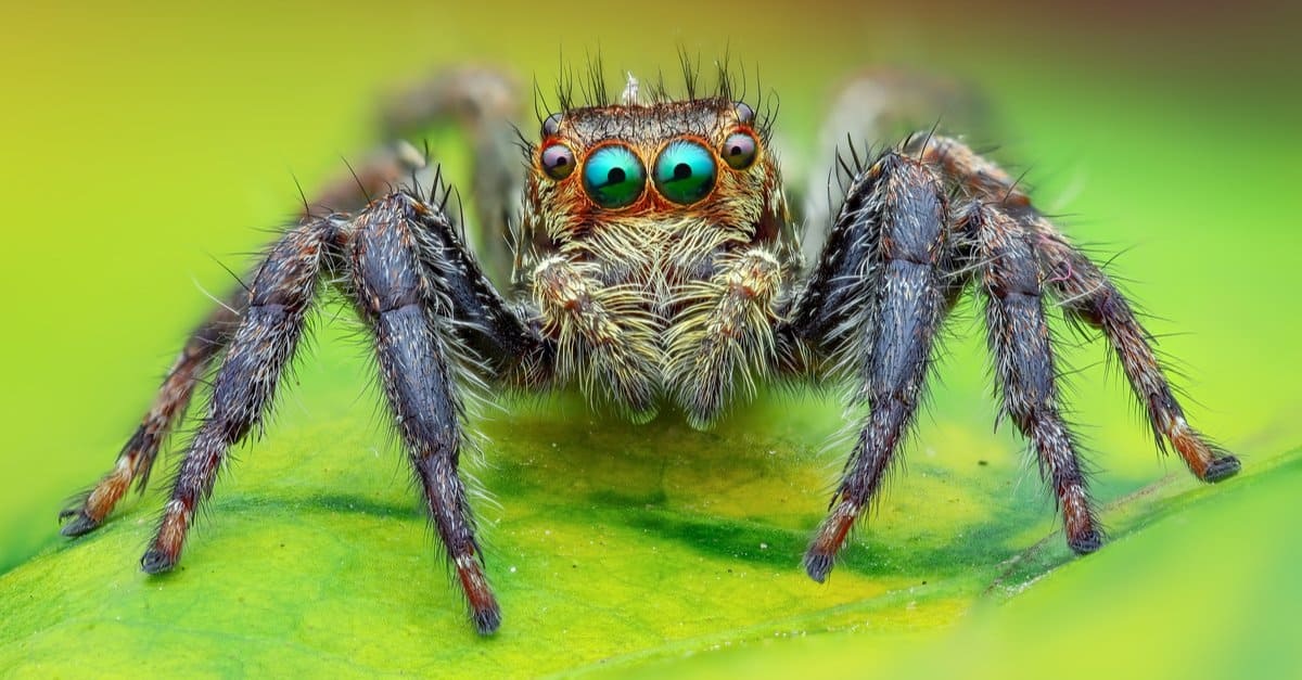 10 ragni nell'Illinois